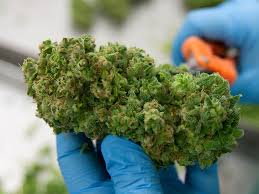 Best weed strains