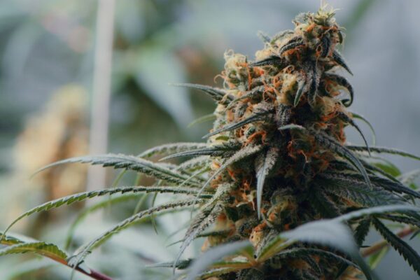 best weed strain