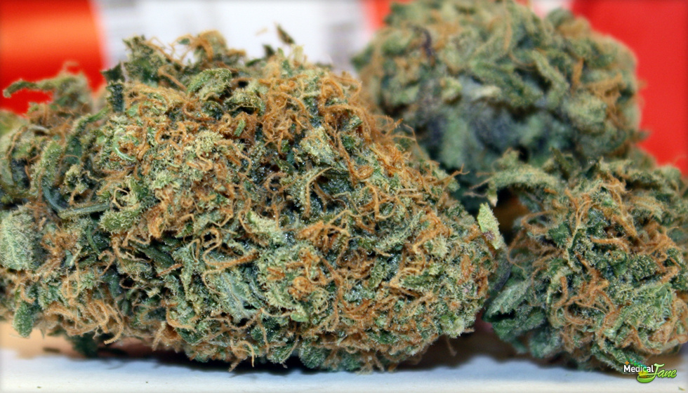 Thai stick weed strain