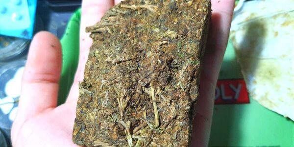Thai stick weed strain